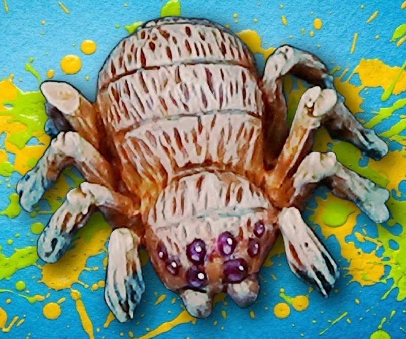 Spider and Spiderlings